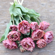 Tulip 'Beachberry'