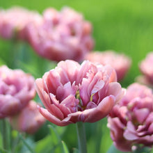 Load image into Gallery viewer, Tulip 'Beachberry'