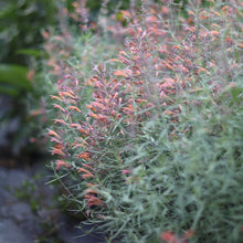 Load image into Gallery viewer, Agastache &#39;Coral Sunset&#39;