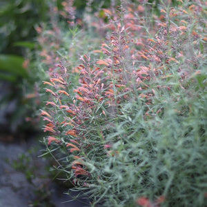 Agastache 'Coral Sunset'