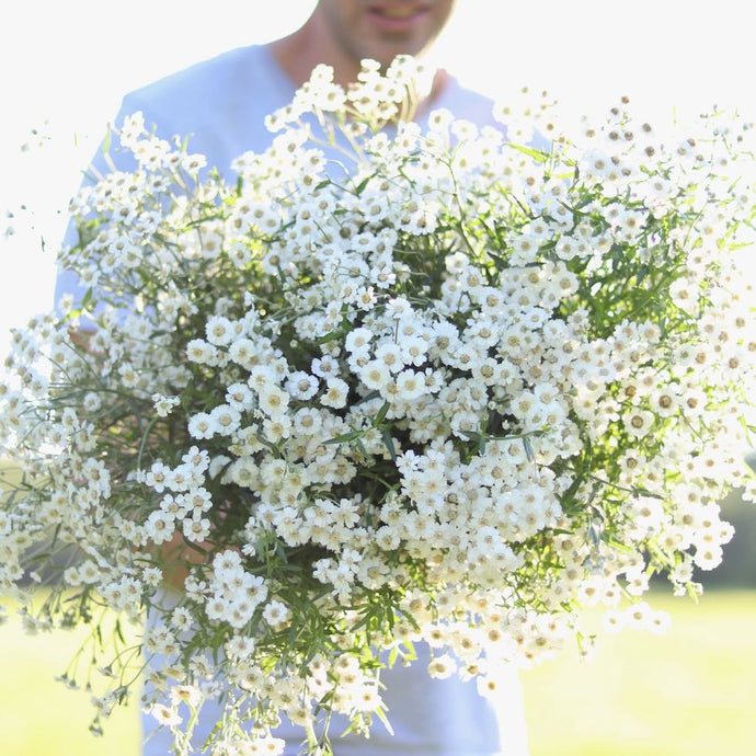 Yarrow 'The Pearl'