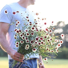 Load image into Gallery viewer, Coreopsis &#39;Berries and Cream&#39;