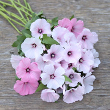 Load image into Gallery viewer, Lavatera &#39;Pink Regis&#39;