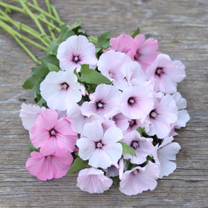Lavatera 'Pink Regis'