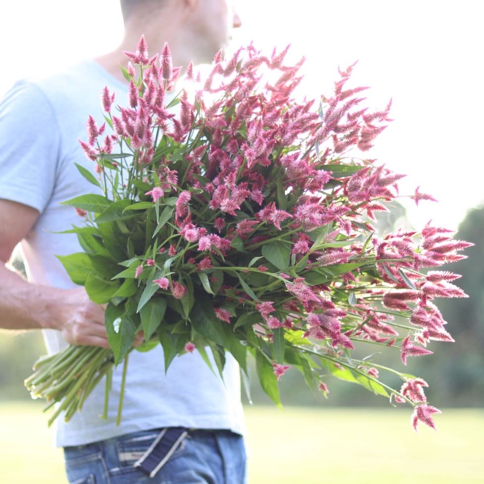 Celosia AVF's 'Raspberry Tassels'