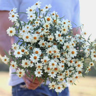 Zinnia AVF's 'Summer Snowflake'