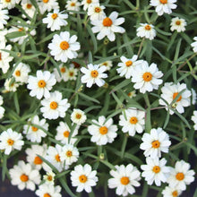 Load image into Gallery viewer, Zinnia &#39;White Star&#39;