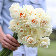 Narcissus 'Yosemite Valley'
