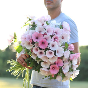 Lavatera 'Pink Regis'
