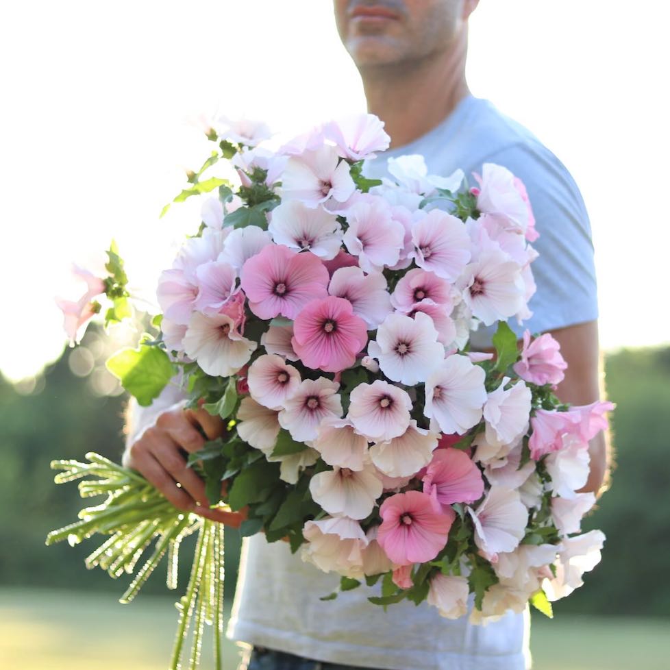 Lavatera 'Pink Regis' – ANTONIO VALENTE FLOWERS