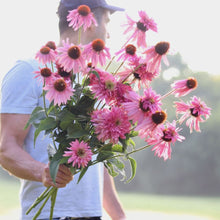 Load image into Gallery viewer, Echinacea AVF&#39;s &#39;Pink Petticoat&#39;