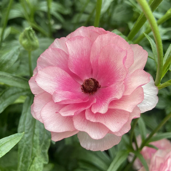 BUTTERFLY RANUNCULUS – ANTONIO VALENTE FLOWERS