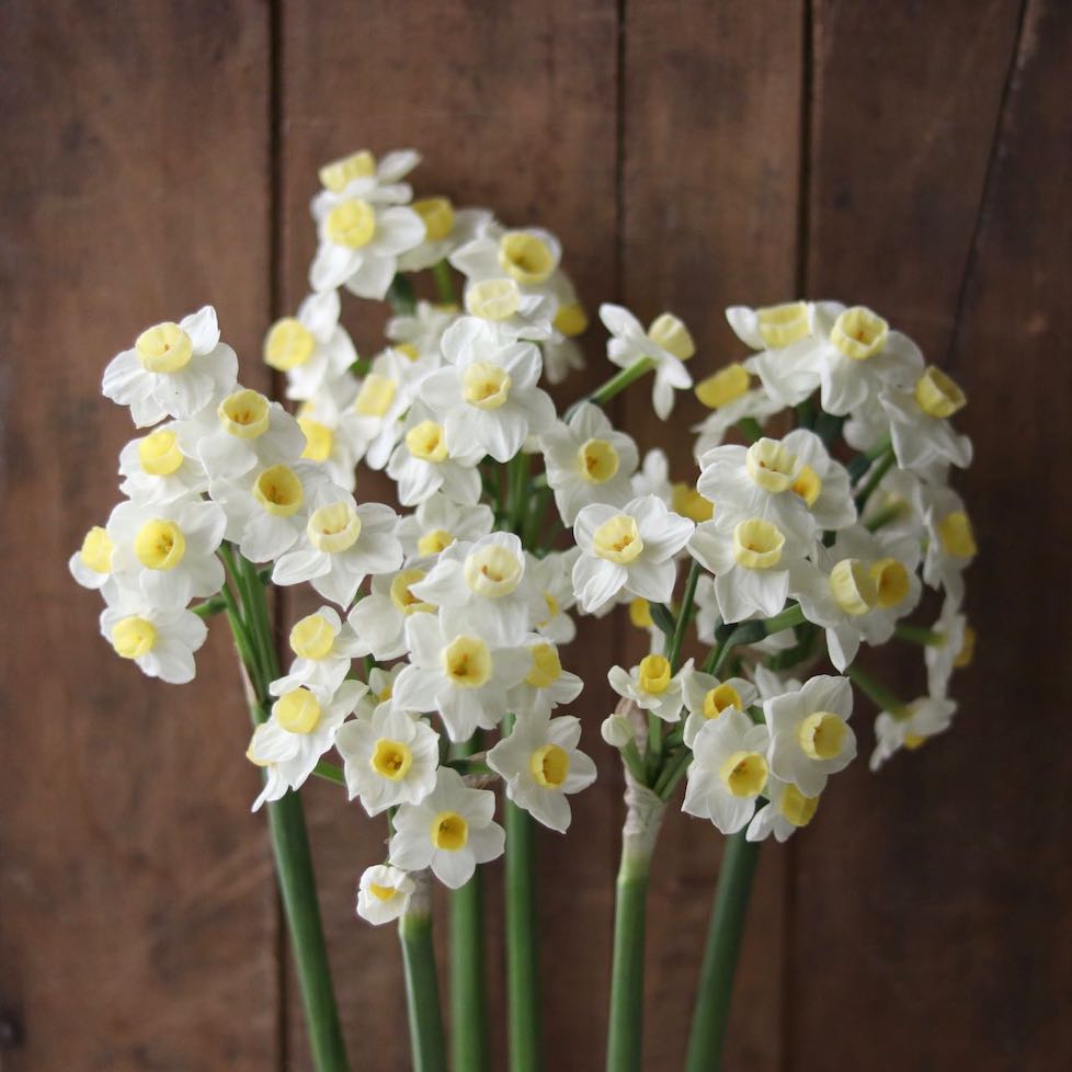 Narcissus ‘Avalanche’