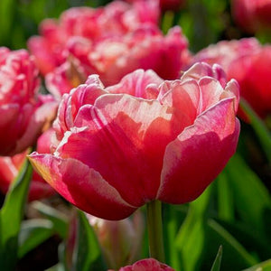 Tulip 'Verona Sunrise'