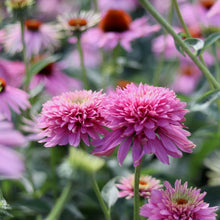 Load image into Gallery viewer, Echinacea AVF&#39;s &#39;Pink Petticoat&#39;