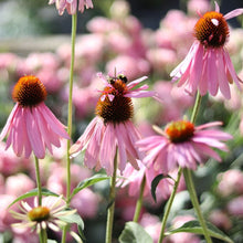 Load image into Gallery viewer, Echinacea AVF&#39;s &#39;Pink Petticoat&#39;