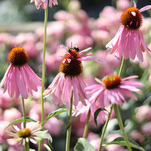 Echinacea AVF's 'Pink Petticoat'