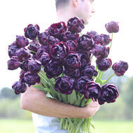 Tulip 'Black Hero'