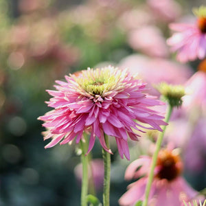 Echinacea AVF's 'Pink Petticoat'