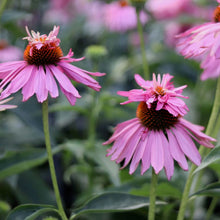 Load image into Gallery viewer, Echinacea AVF&#39;s &#39;Pink Petticoat&#39;