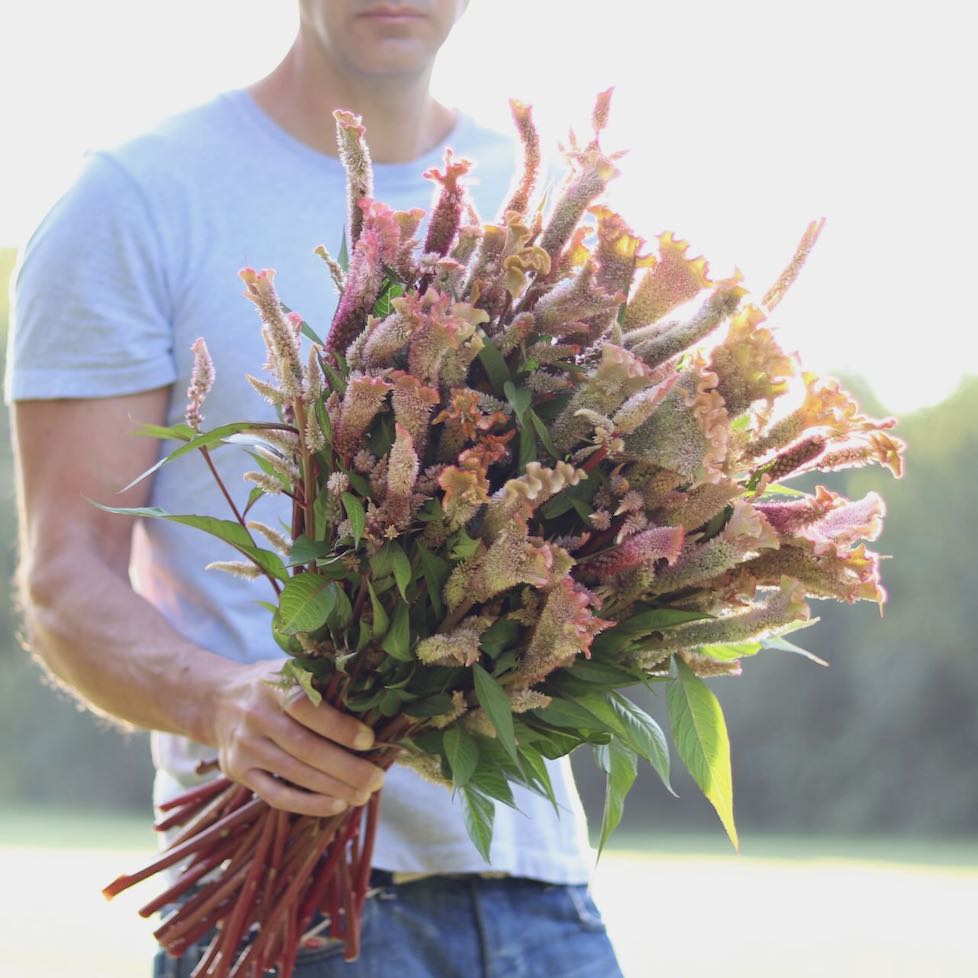 Celosia AVF's 'Autumn Spice'