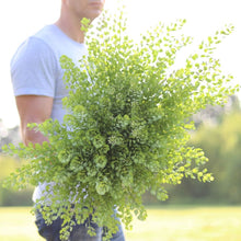 Load image into Gallery viewer, Cress &#39;Pennycress&#39;