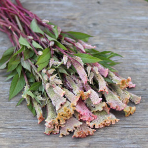 Celosia AVF's 'Autumn Spice'