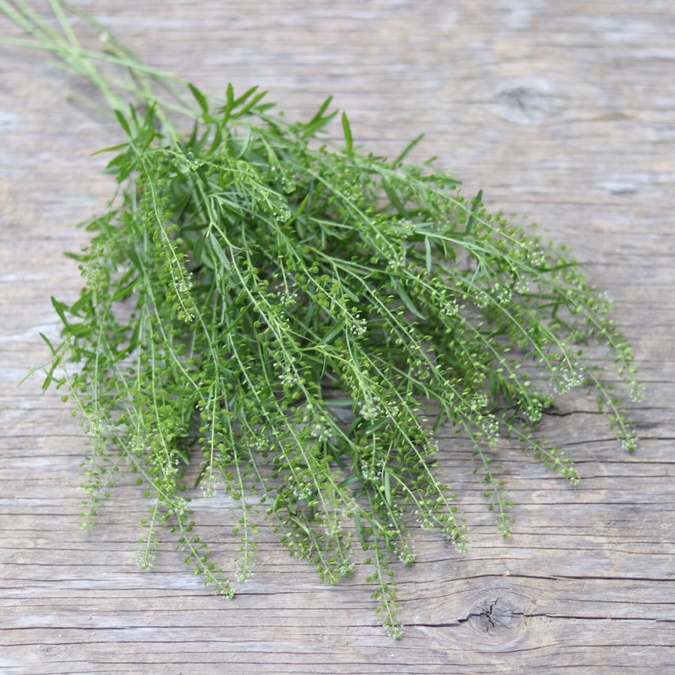 green dragon plant seeds Cress 'Green Dragon' – ANTONIO VALENTE FLOWERS
