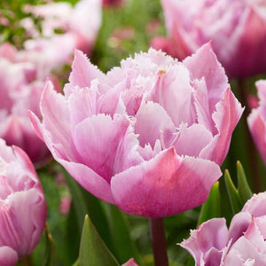 Tulip ‘Great Barrier Reef’