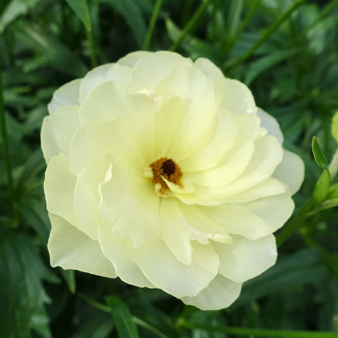 Butterflies Ranunculus BUTTERFLY RANUNCULUS – ANTONIO VALENTE FLOWERS