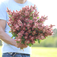 Celosia 'Celway Salmon'
