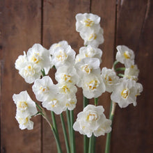 Load image into Gallery viewer, Narcissus ‘Bridal Crown’