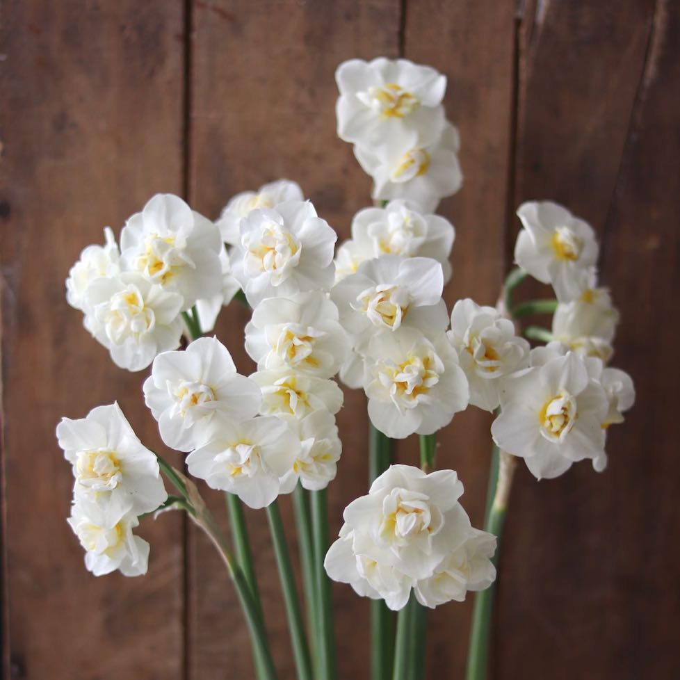 Narcissus ‘Bridal Crown’