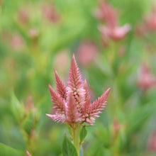 Load image into Gallery viewer, Celosia &#39;Celway Salmon&#39;