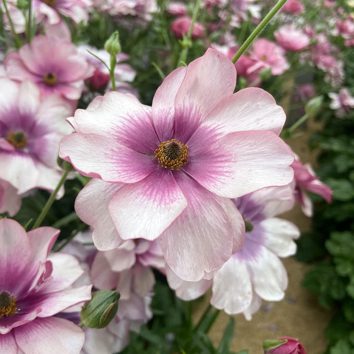 Butterflies Ranunculus BUTTERFLY RANUNCULUS – ANTONIO VALENTE FLOWERS