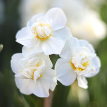 Load image into Gallery viewer, Narcissus ‘Bridal Crown’