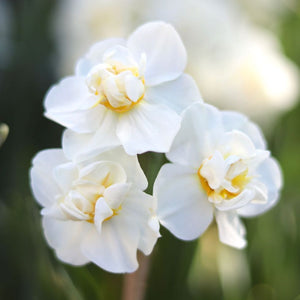 Narcissus ‘Bridal Crown’