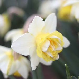 Narcissus ‘Popeye'