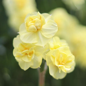 Narcissus ‘Yellow Cheerfulness’