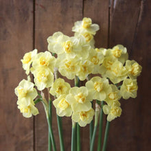 Load image into Gallery viewer, Narcissus ‘Yellow Cheerfulness’