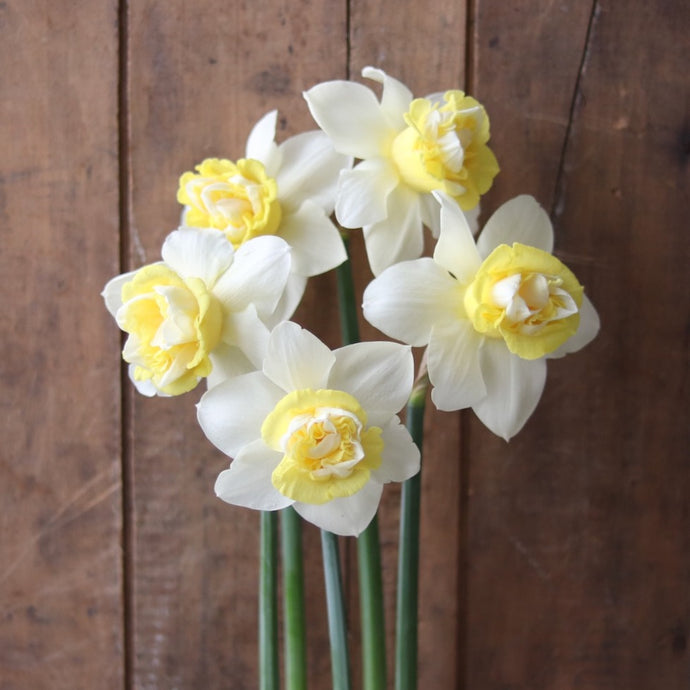 Narcissus ‘Popeye'
