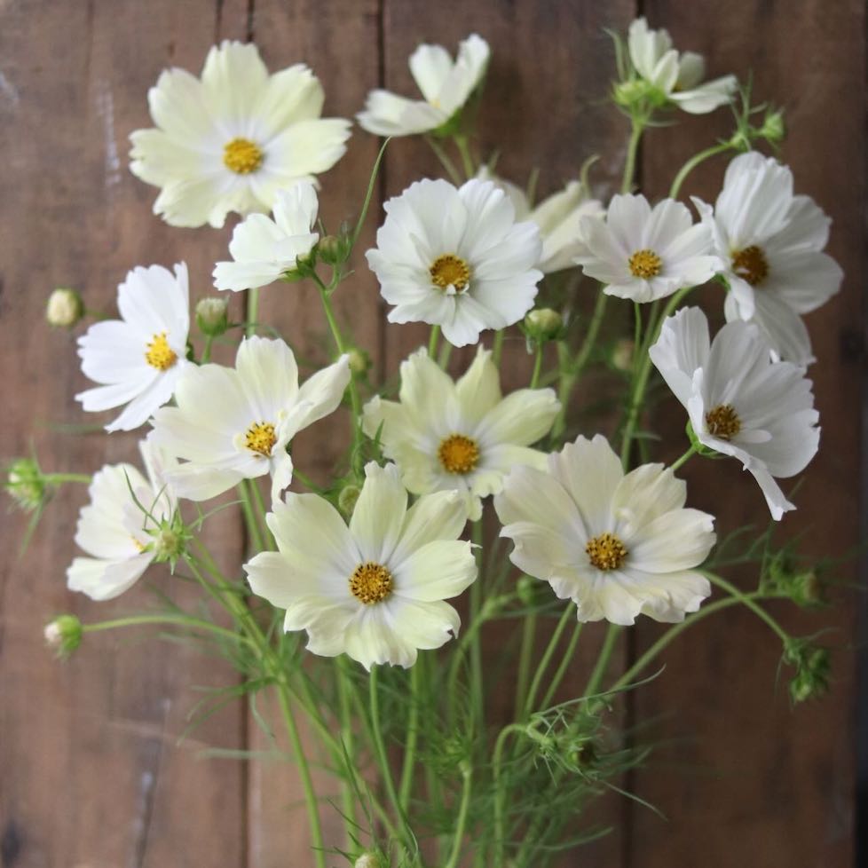 Cosmos 'Limelight'