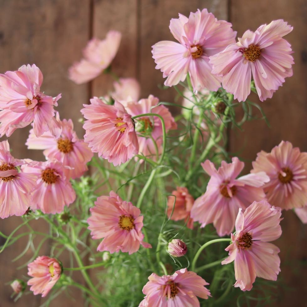 Cosmos 'Apricotta'