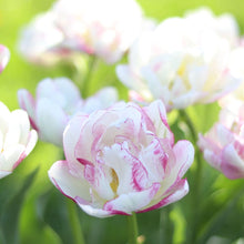 Load image into Gallery viewer, Tulip &#39;Double Shake&#39;