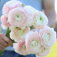 Italian Ranunculus Cloni 'Favola'