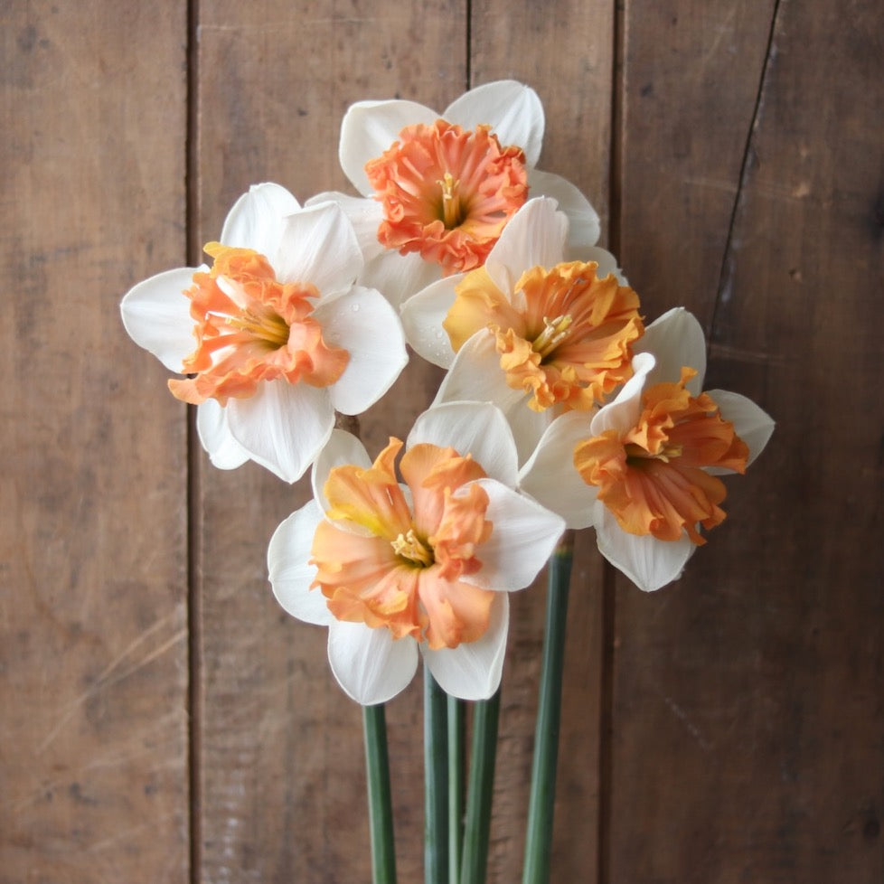NARCISSUS COLLECTION – ANTONIO VALENTE FLOWERS