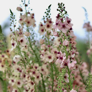 Verbascum 'Southern Charm'