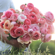 Italian Ranunculus ‘Pastelo’