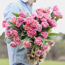 Load image into Gallery viewer, Tulip &#39;Pink Cameo&#39;