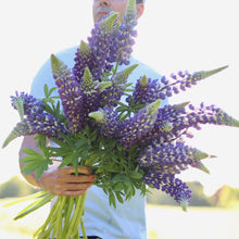 Load image into Gallery viewer, Lupine 'Violetta'